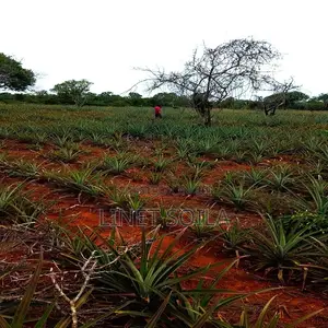 Plot for Sale Malindi