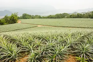 Plot for Sale Malindi