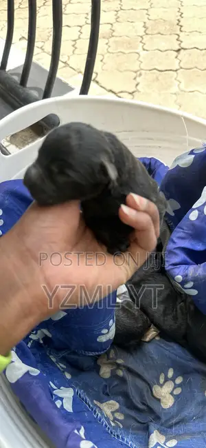 1-3 months Female Purebred Black Russian Terrier