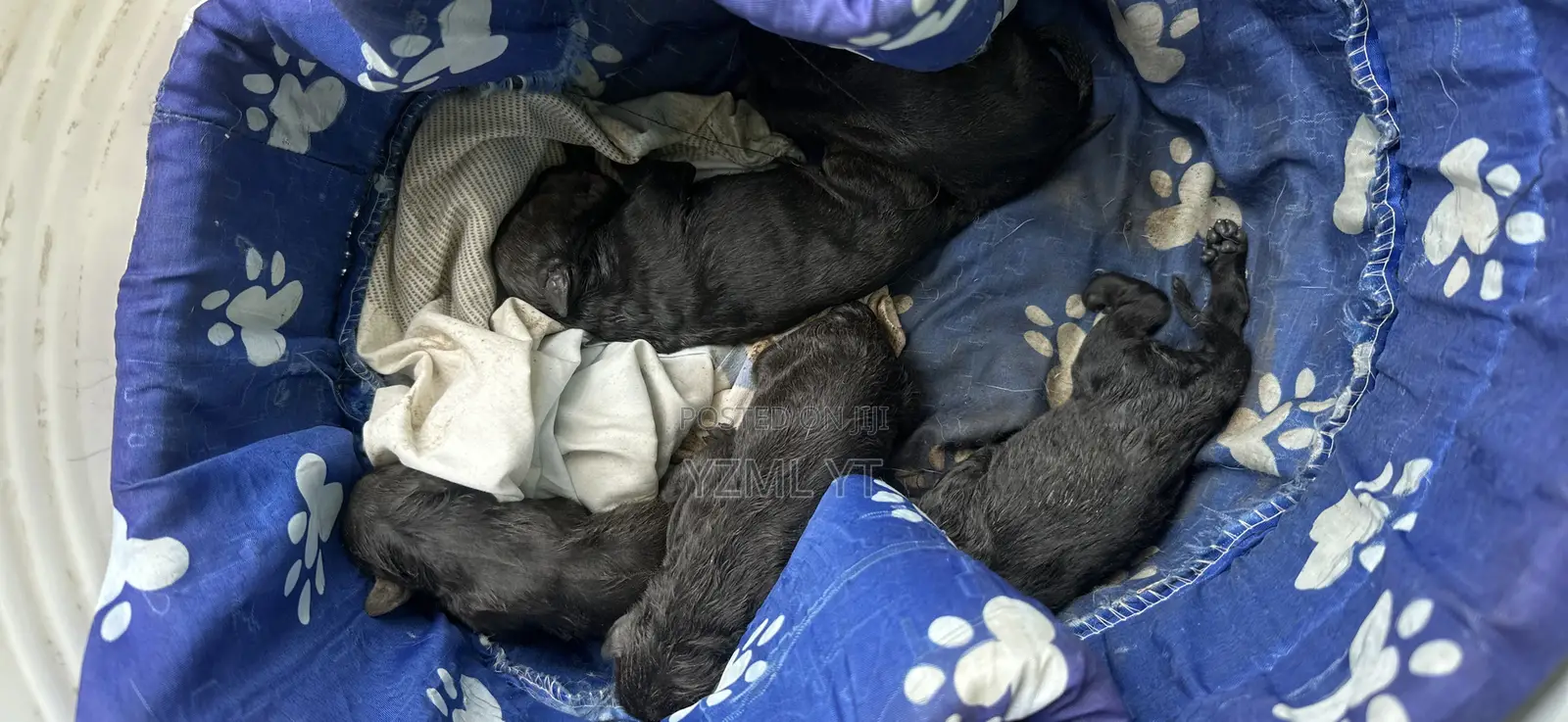 1-3 months Female Purebred Black Russian Terrier