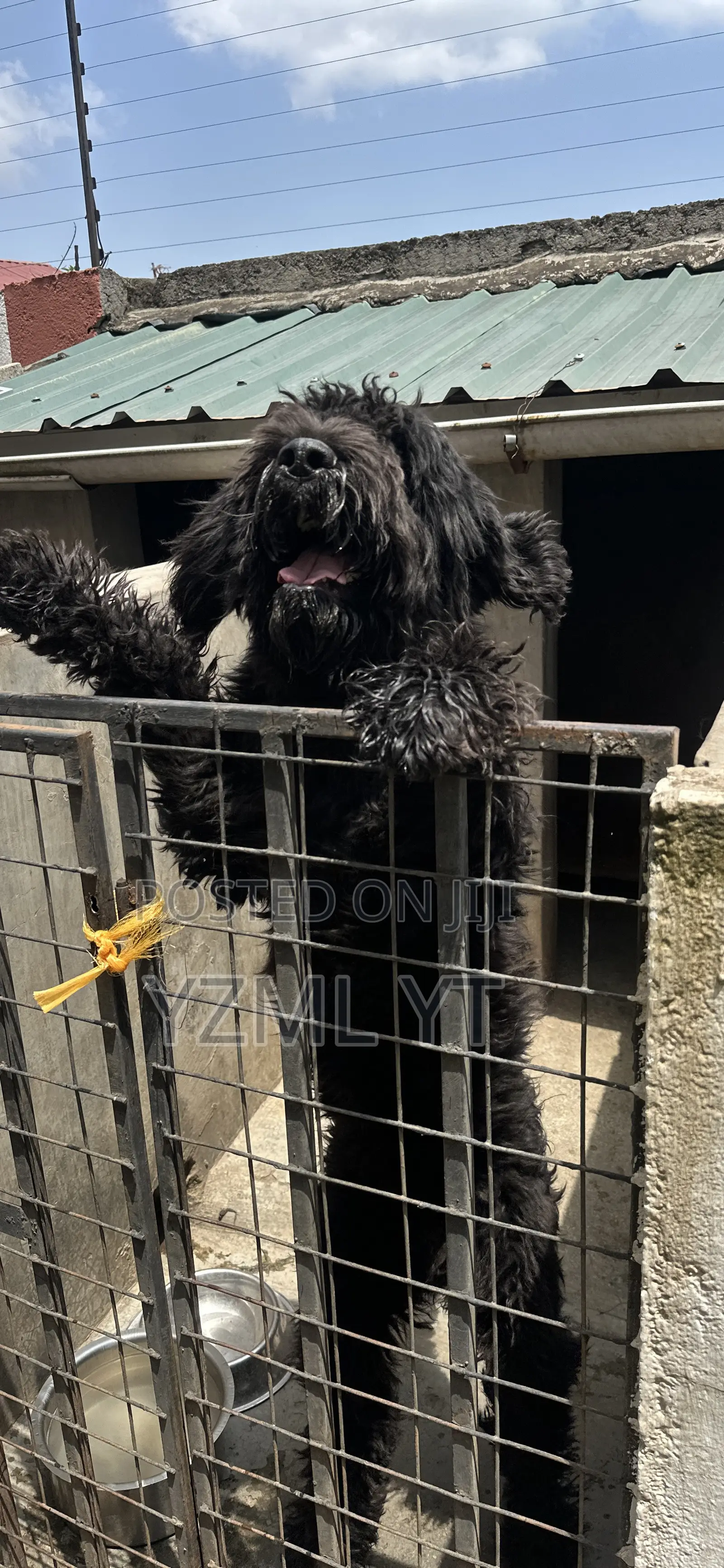 1-3 months Female Purebred Black Russian Terrier