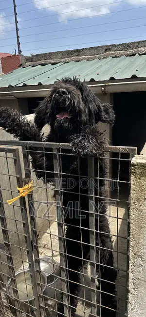 1-3 months Female Purebred Black Russian Terrier