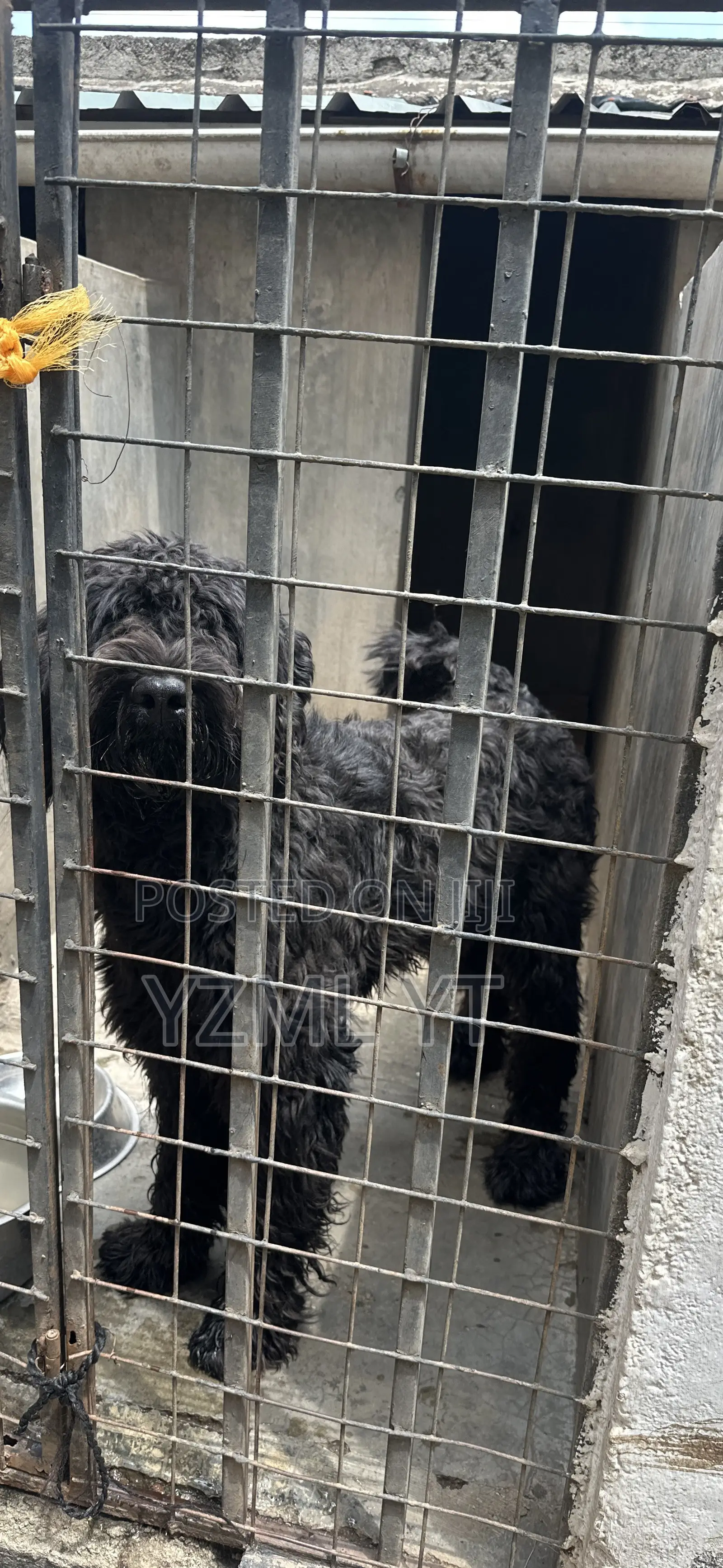 1-3 months Female Purebred Black Russian Terrier