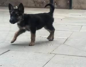 1-3 months Male Mixed Breed German Shepherd