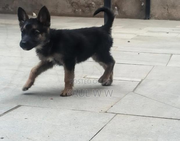 1-3 months Male Mixed Breed German Shepherd