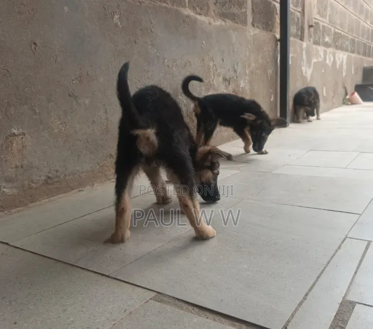 1-3 months Male Mixed Breed German Shepherd