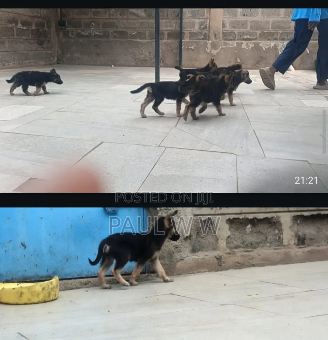 1-3 months Male Mixed Breed German Shepherd