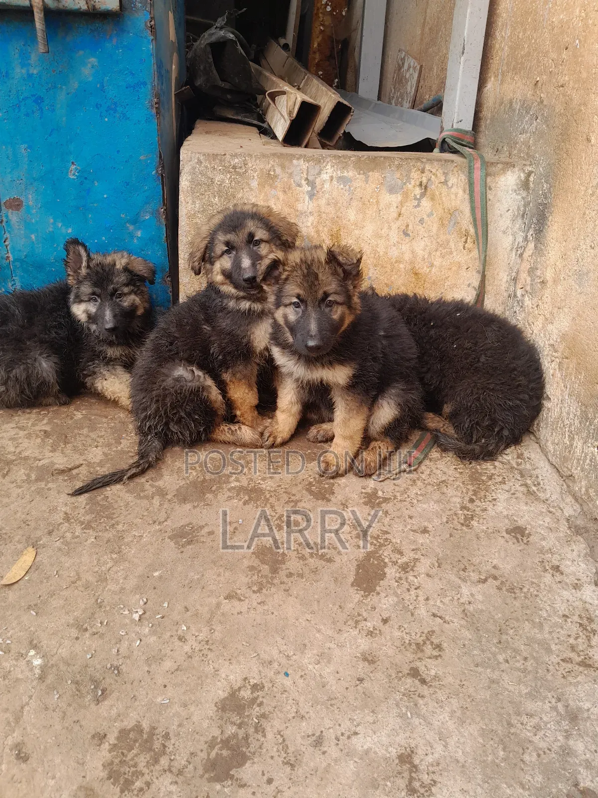 1-3 months Male Purebred German Shepherd