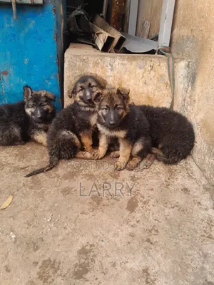 1-3 months Male Purebred German Shepherd