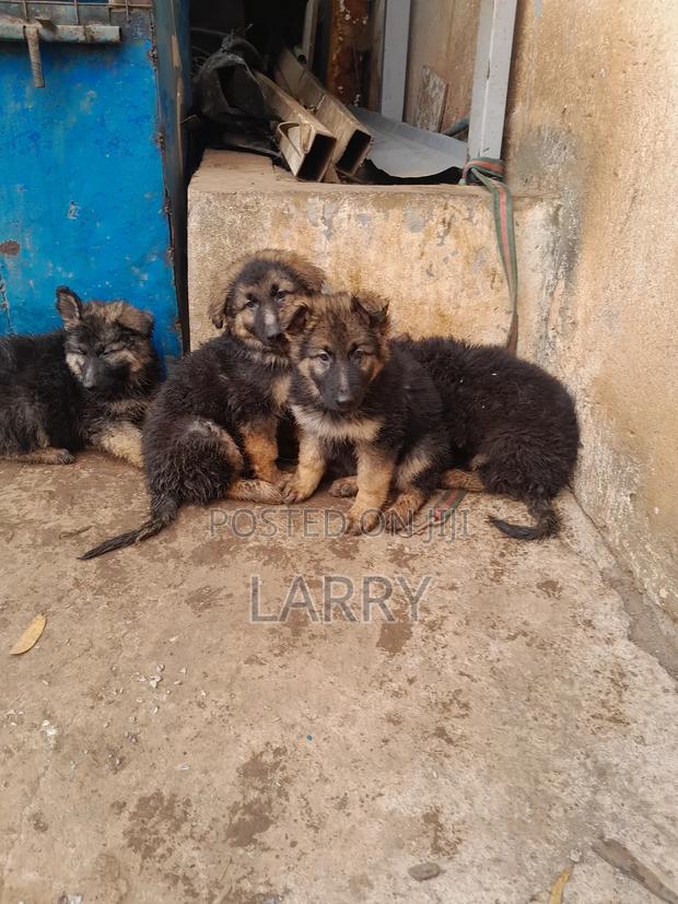 1-3 months Male Purebred German Shepherd - thumbnail 2