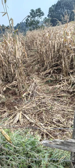 1⁄2 Acre Plot Lussigetti Kikuyu