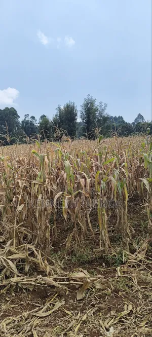 1⁄2 Acre Plot Lussigetti Kikuyu
