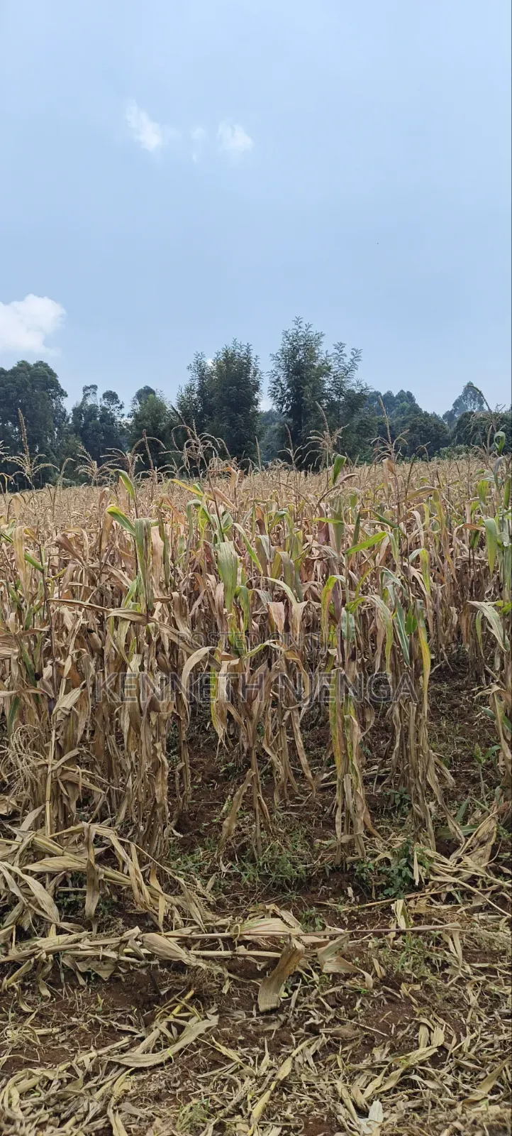 1⁄2 Acre Plot Lussigetti Kikuyu
