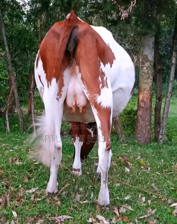Dairy Cows - main view