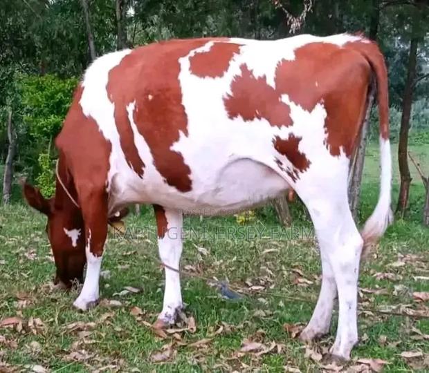 Dairy Cows - thumbnail 2