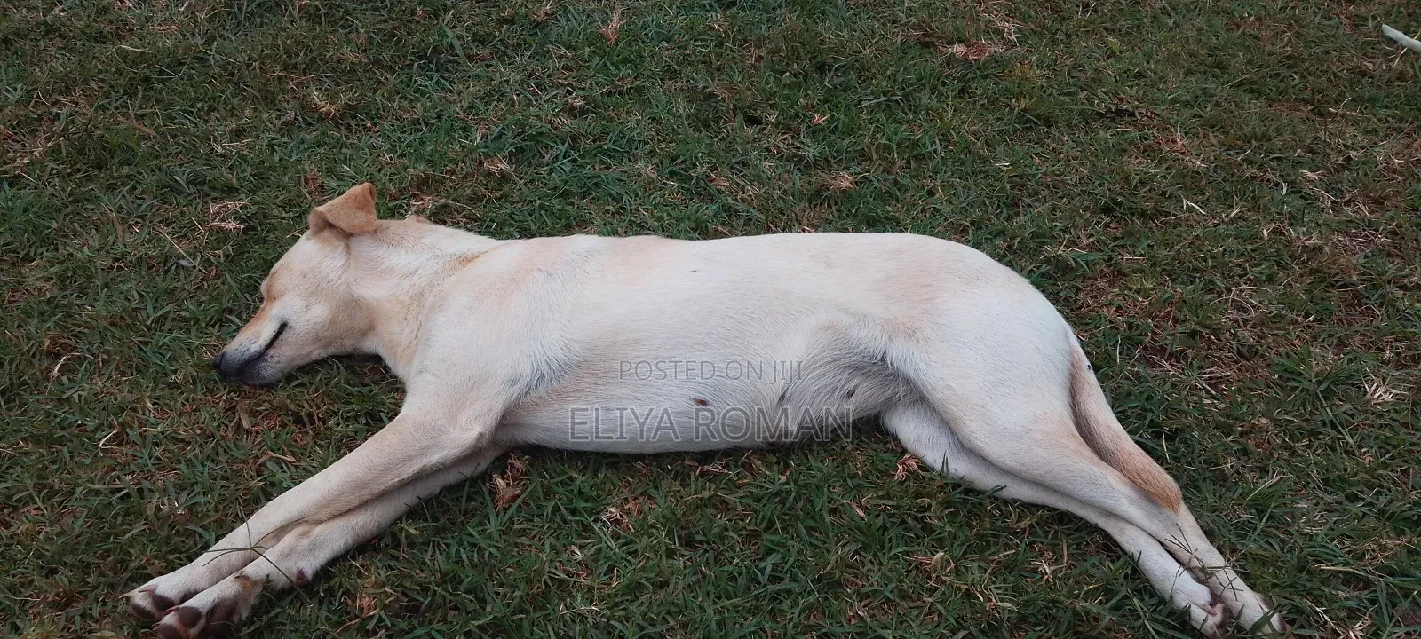 1-3 months Male Mixed Breed German Shepherd