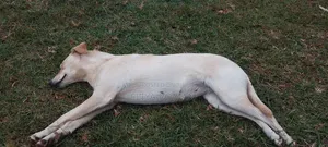 1-3 months Male Mixed Breed German Shepherd