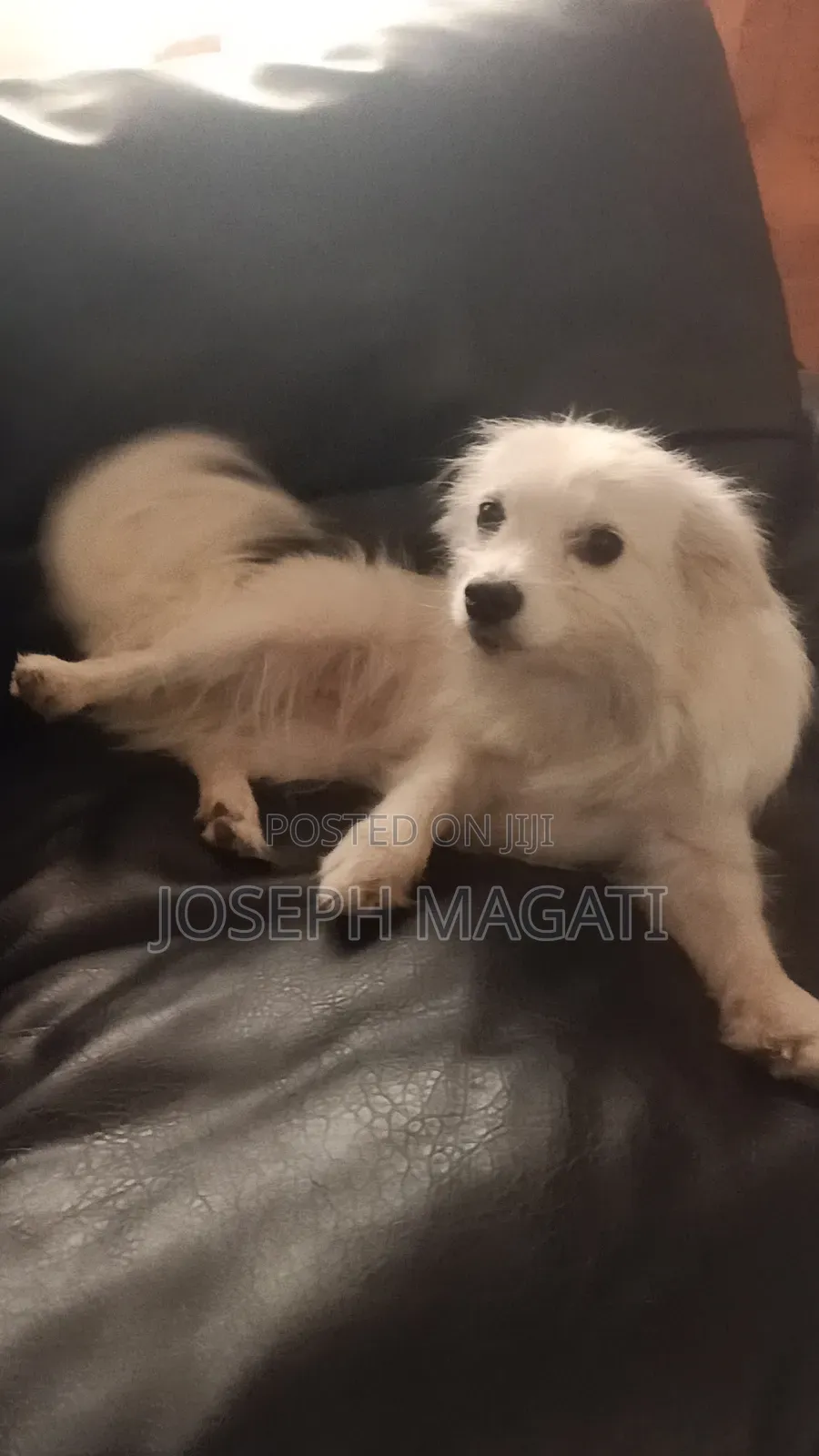 1+ year Female Purebred Japanese Spitz