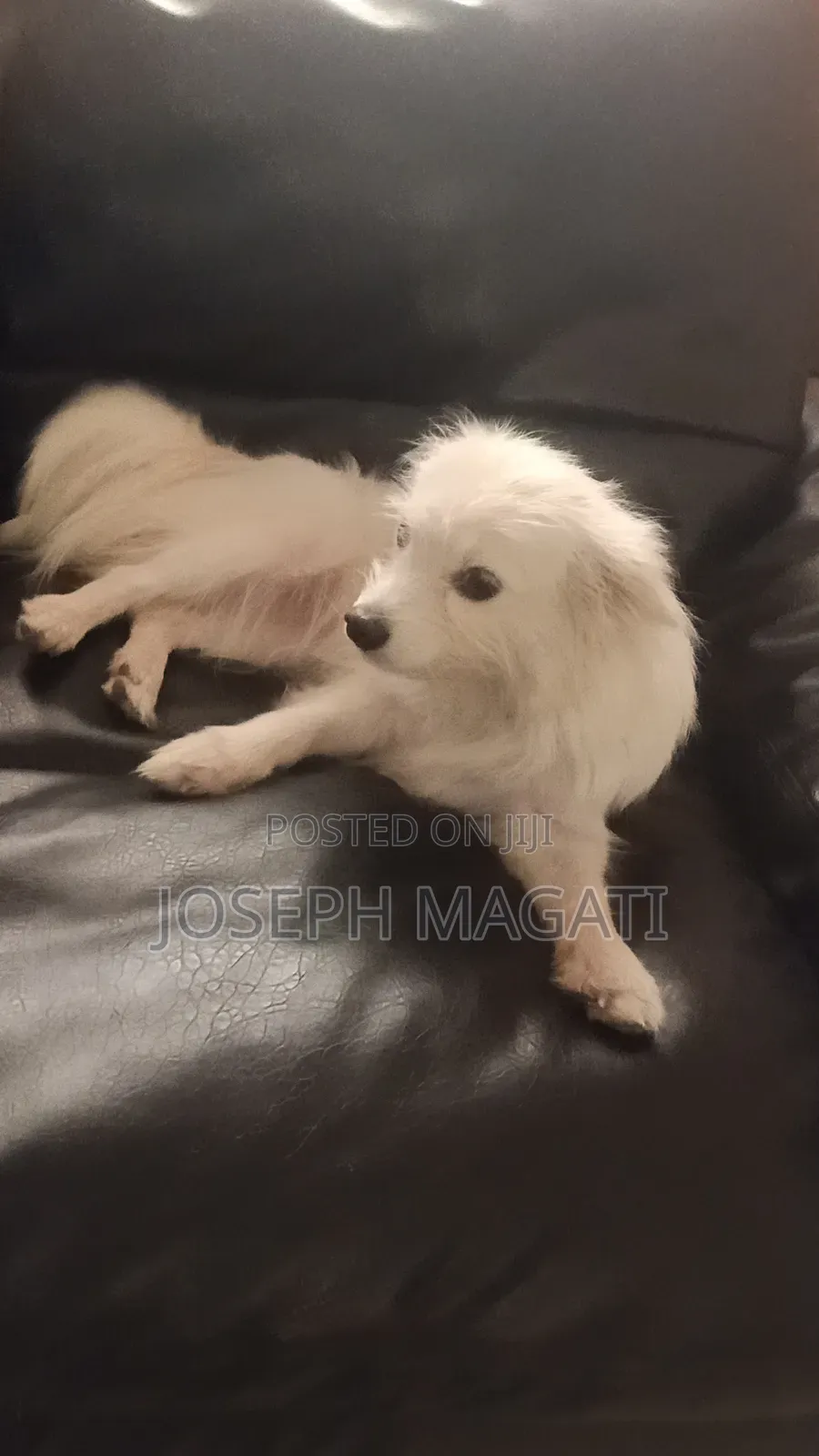 1+ year Female Purebred Japanese Spitz