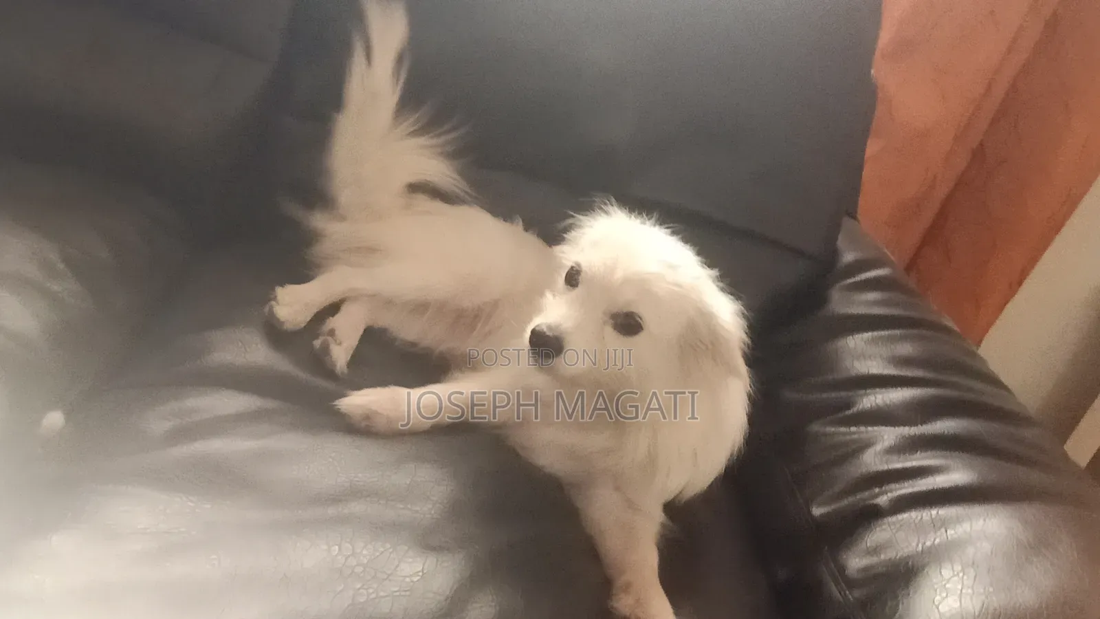 1+ year Female Purebred Japanese Spitz