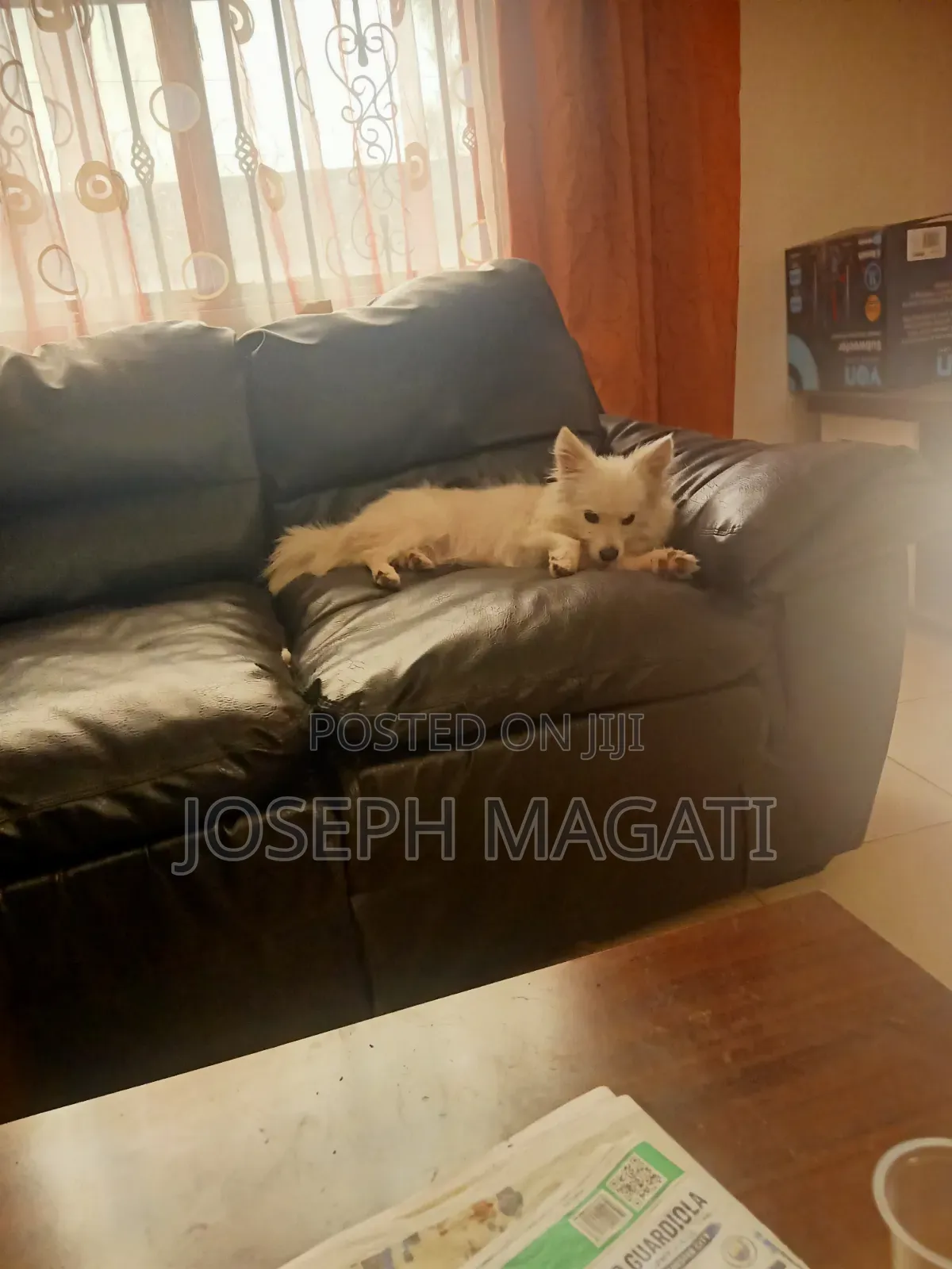 1+ year Female Purebred Japanese Spitz