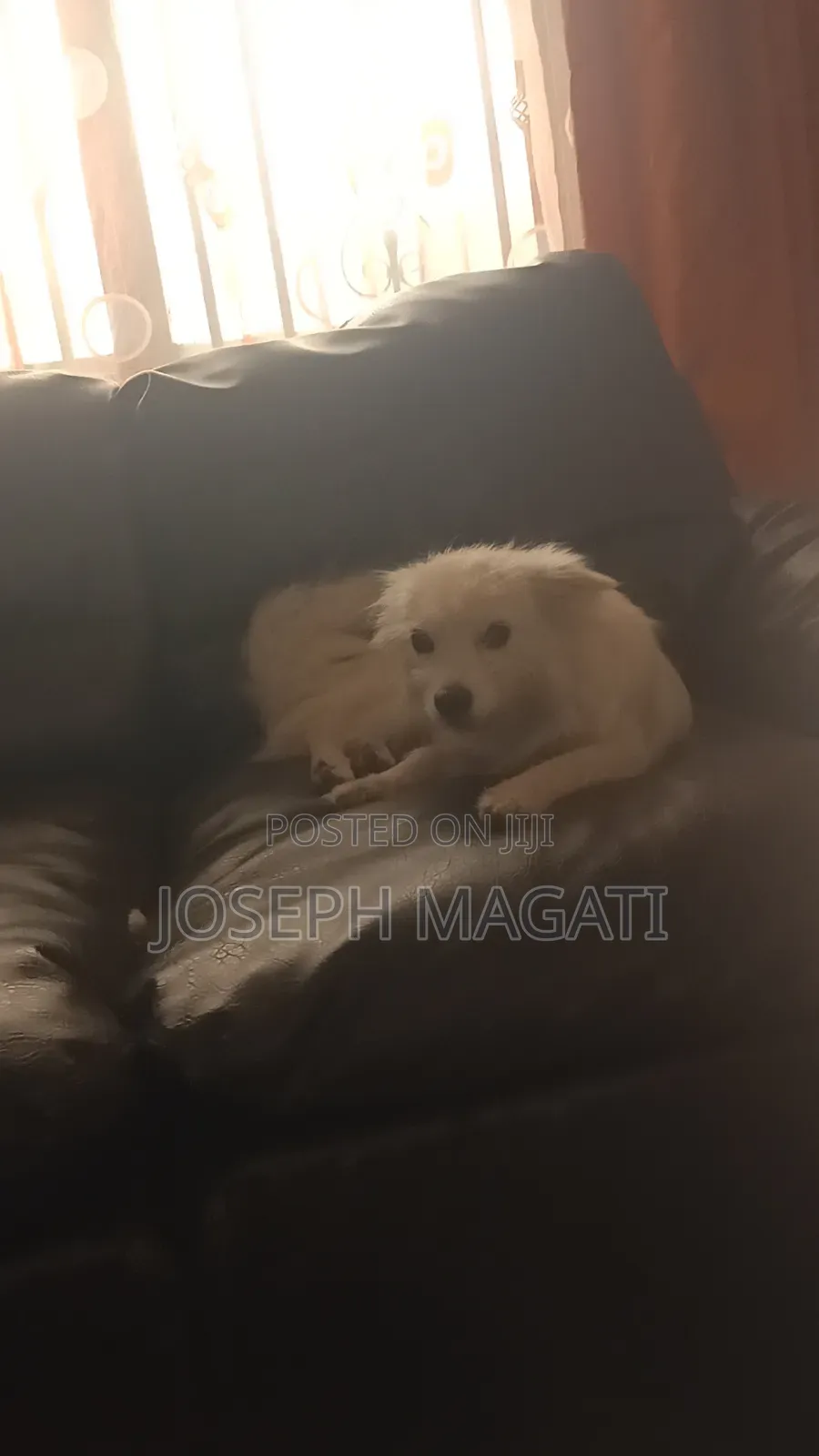 1+ year Female Purebred Japanese Spitz