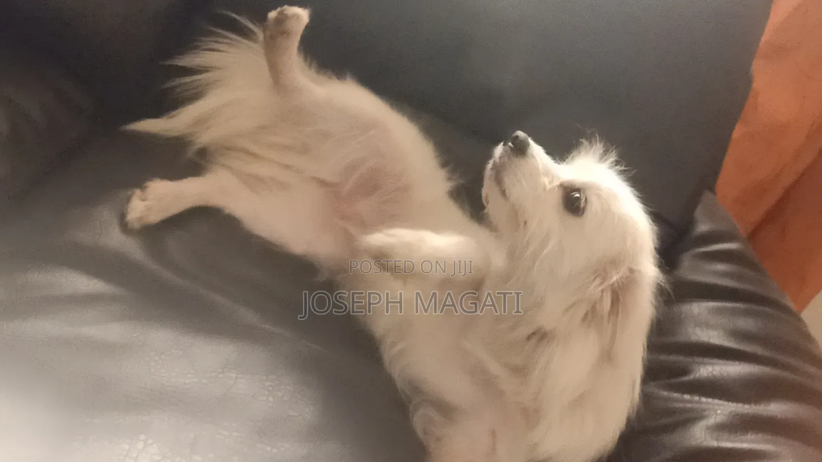 1+ year Female Purebred Japanese Spitz