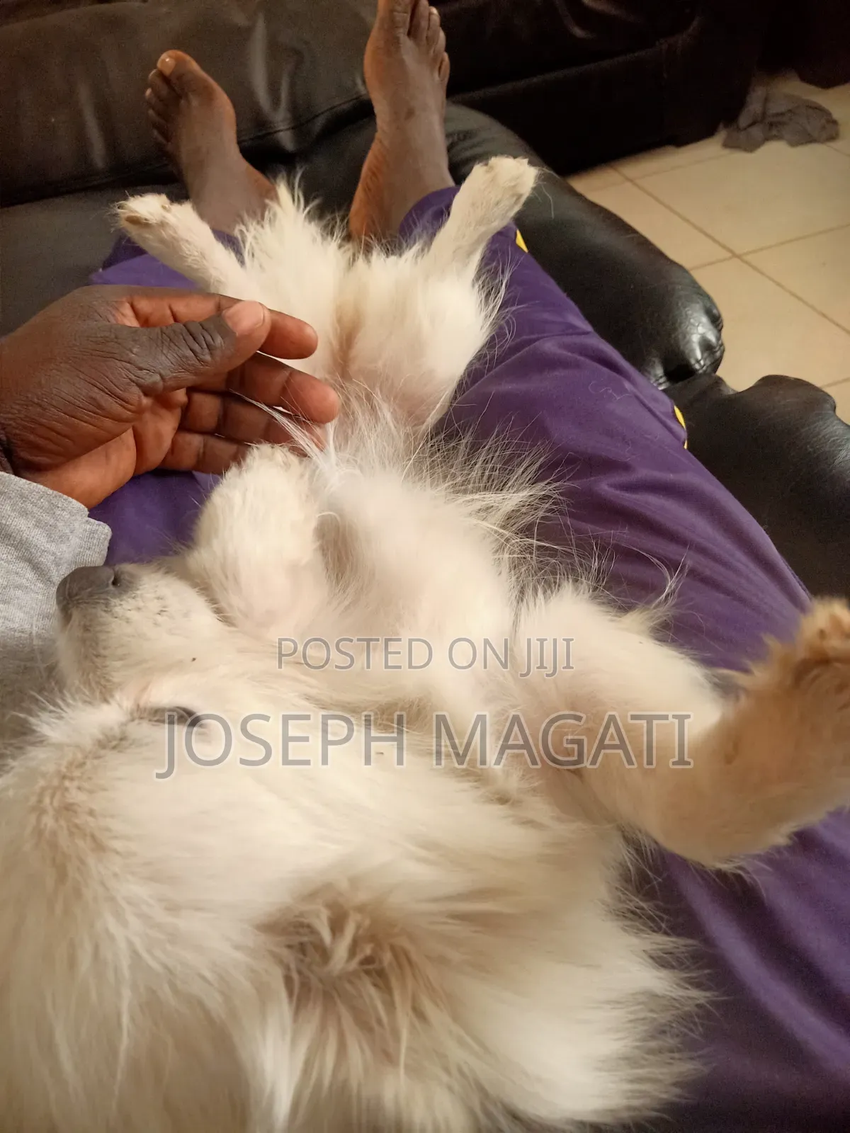 1+ year Female Purebred Japanese Spitz