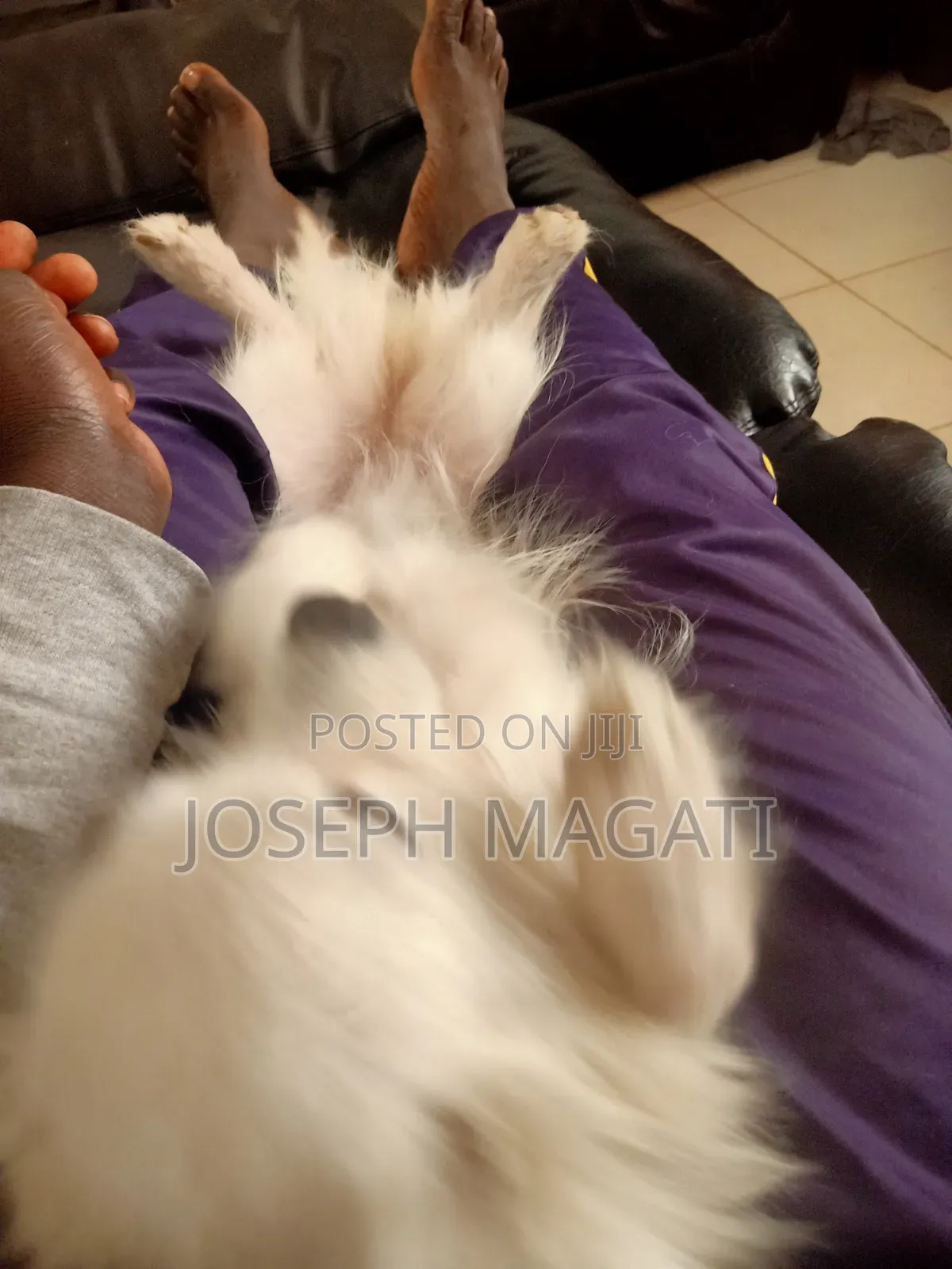 1+ year Female Purebred Japanese Spitz