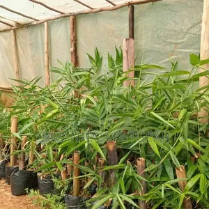Giganteus Dendrocalamus Seedlings
Available