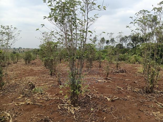 150 Acres Gatundu South, Along Kimbo, Mugutha Tarmac Road, - thumbnail 6