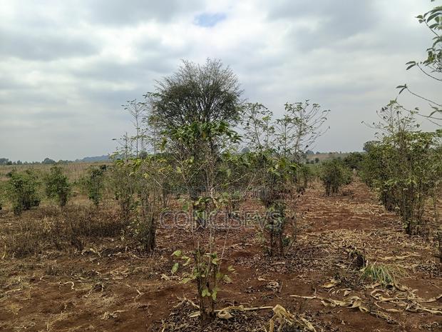 150 Acres Gatundu South, Along Kimbo, Mugutha Tarmac Road, - thumbnail 7