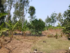 A Very Spacious 3 Acres Land,with a House.