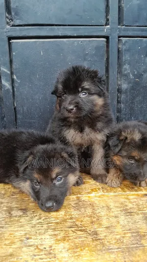 1-3 months Female Purebred German Shepherd