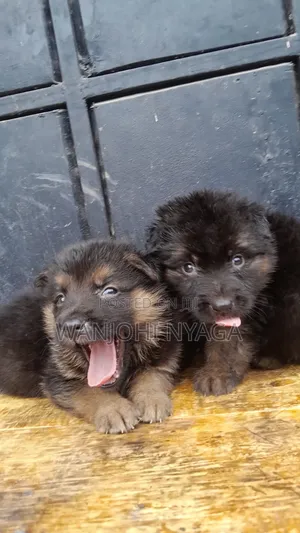 1-3 months Female Purebred German Shepherd