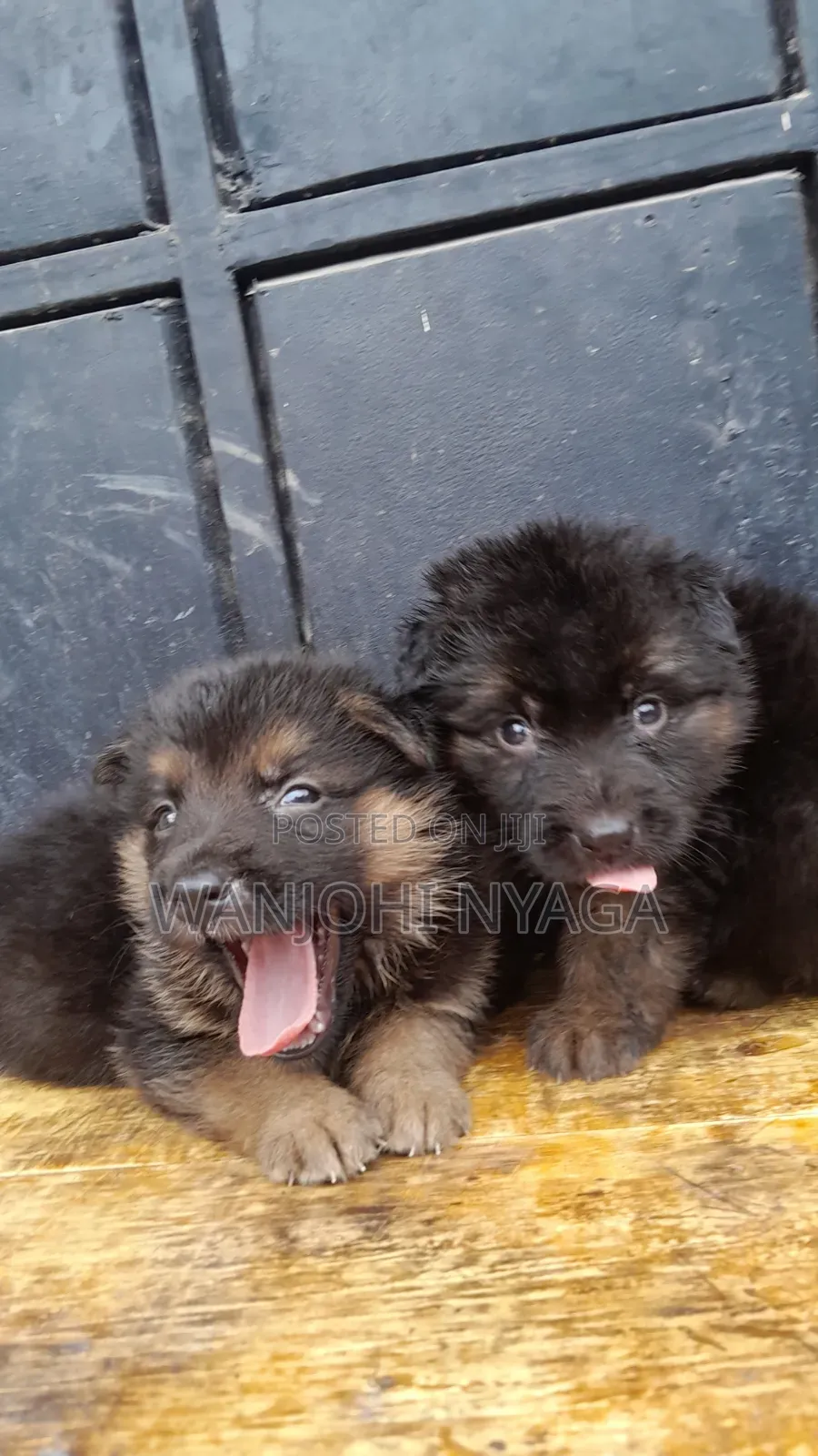 1-3 months Female Purebred German Shepherd