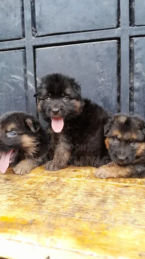 1-3 months Female Purebred German Shepherd