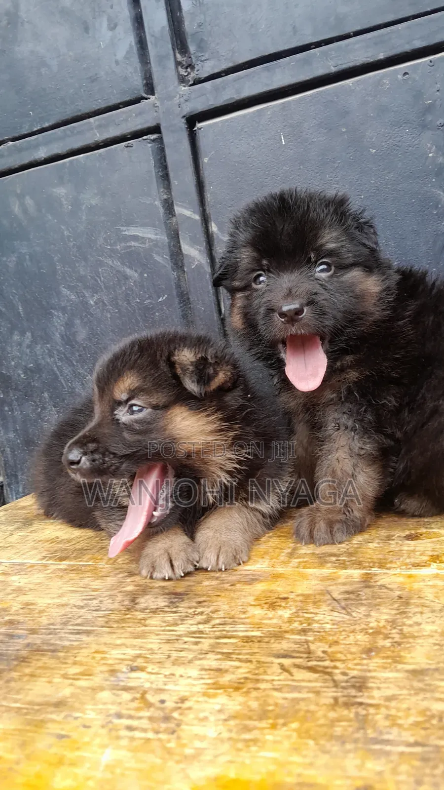 1-3 months Female Purebred German Shepherd