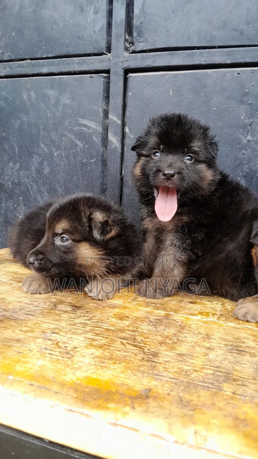 1-3 months Female Purebred German Shepherd