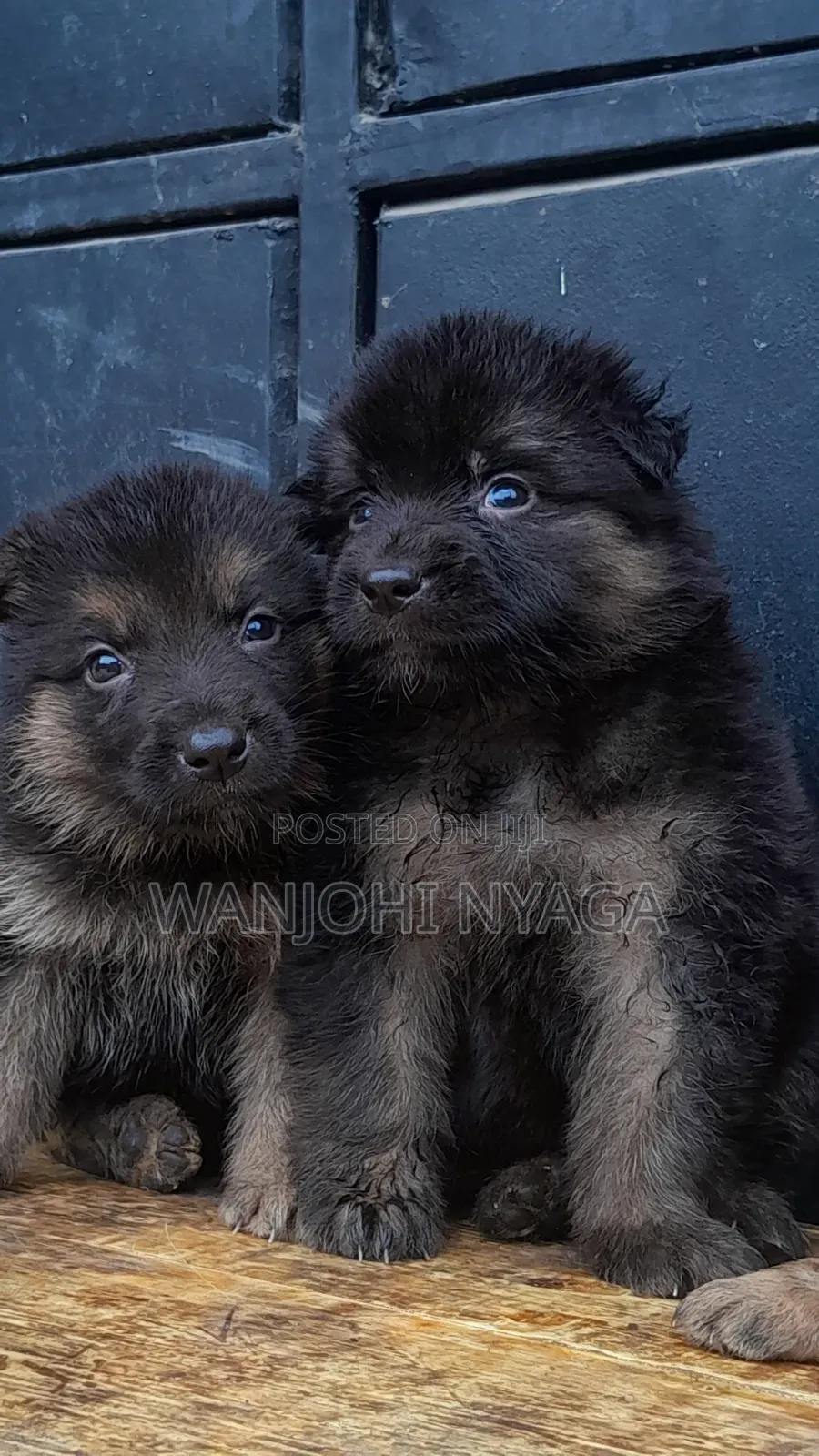 1-3 months Female Purebred German Shepherd