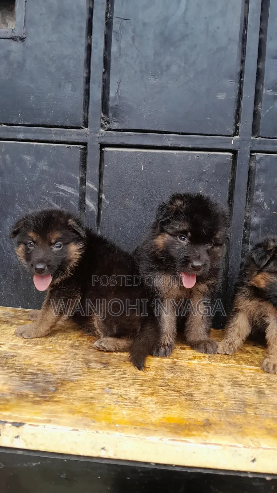 1-3 months Female Purebred German Shepherd