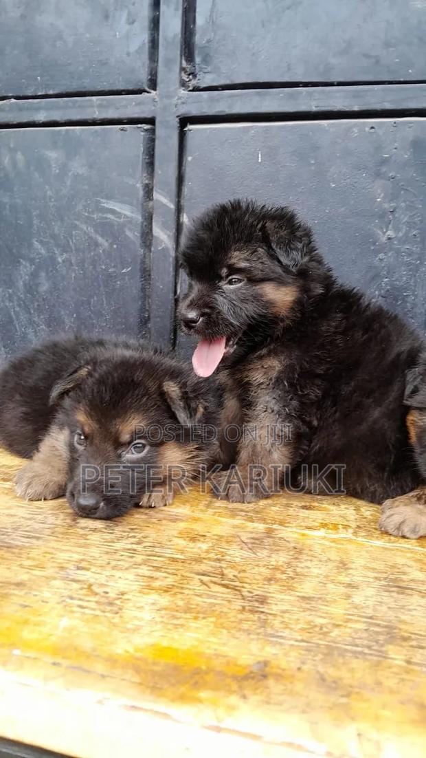 1-3 months Male Purebred German Shepherd