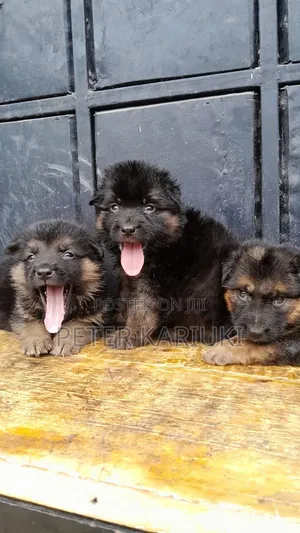 1-3 months Male Purebred German Shepherd