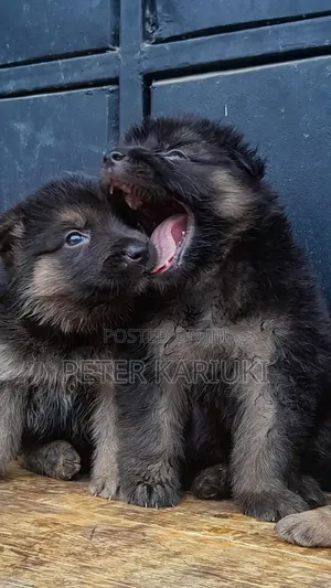 1-3 months Male Purebred German Shepherd