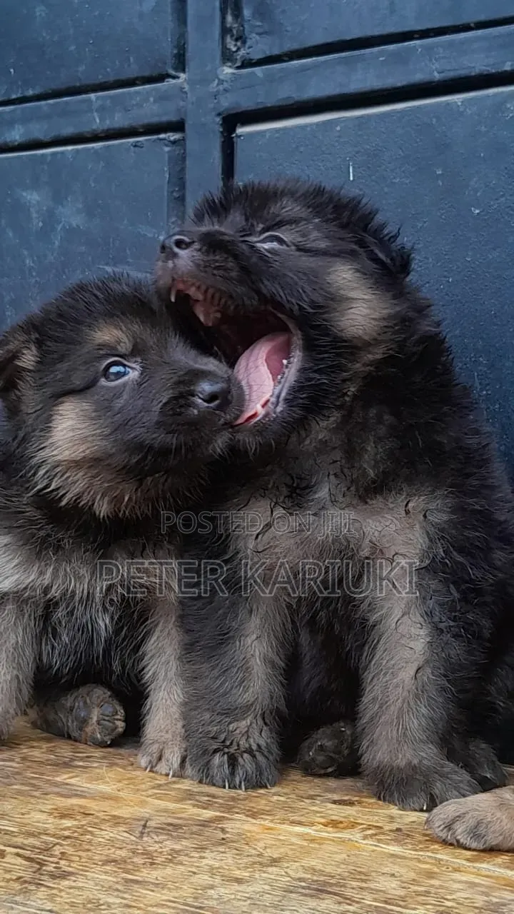 1-3 months Male Purebred German Shepherd