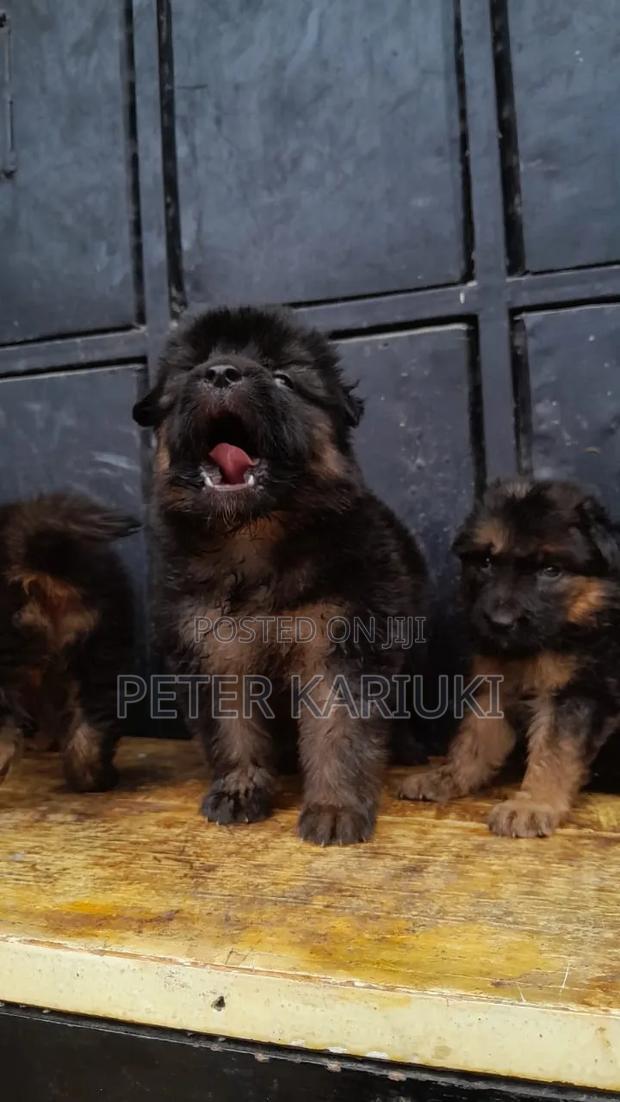 1-3 months Male Purebred German Shepherd - thumbnail 4