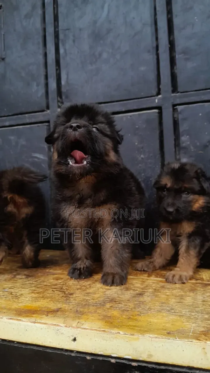 1-3 months Male Purebred German Shepherd