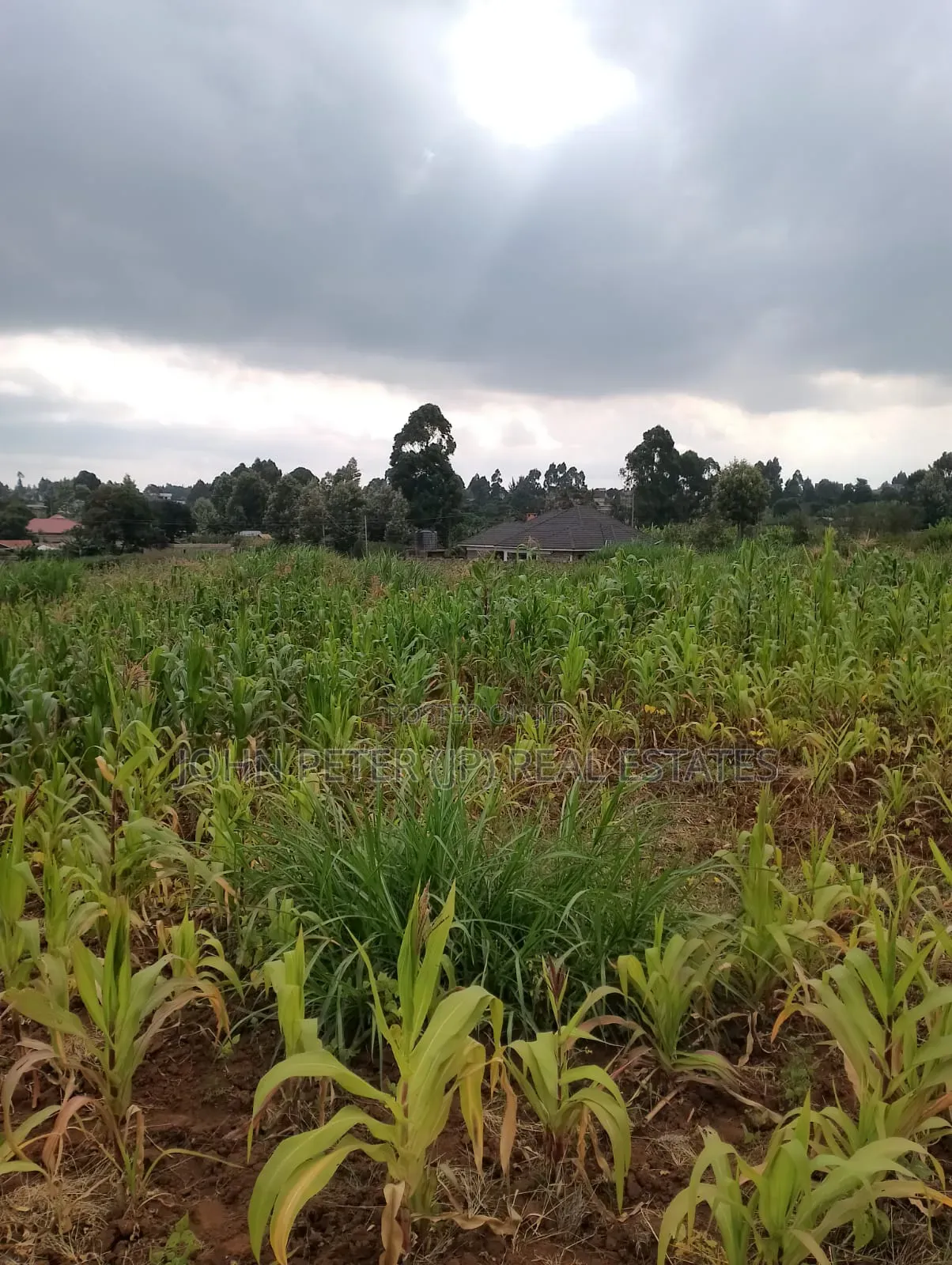 Plots for Sale in Gikambura