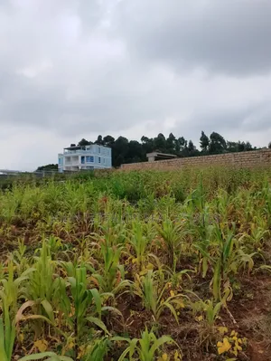 Plots for Sale in Gikambura
