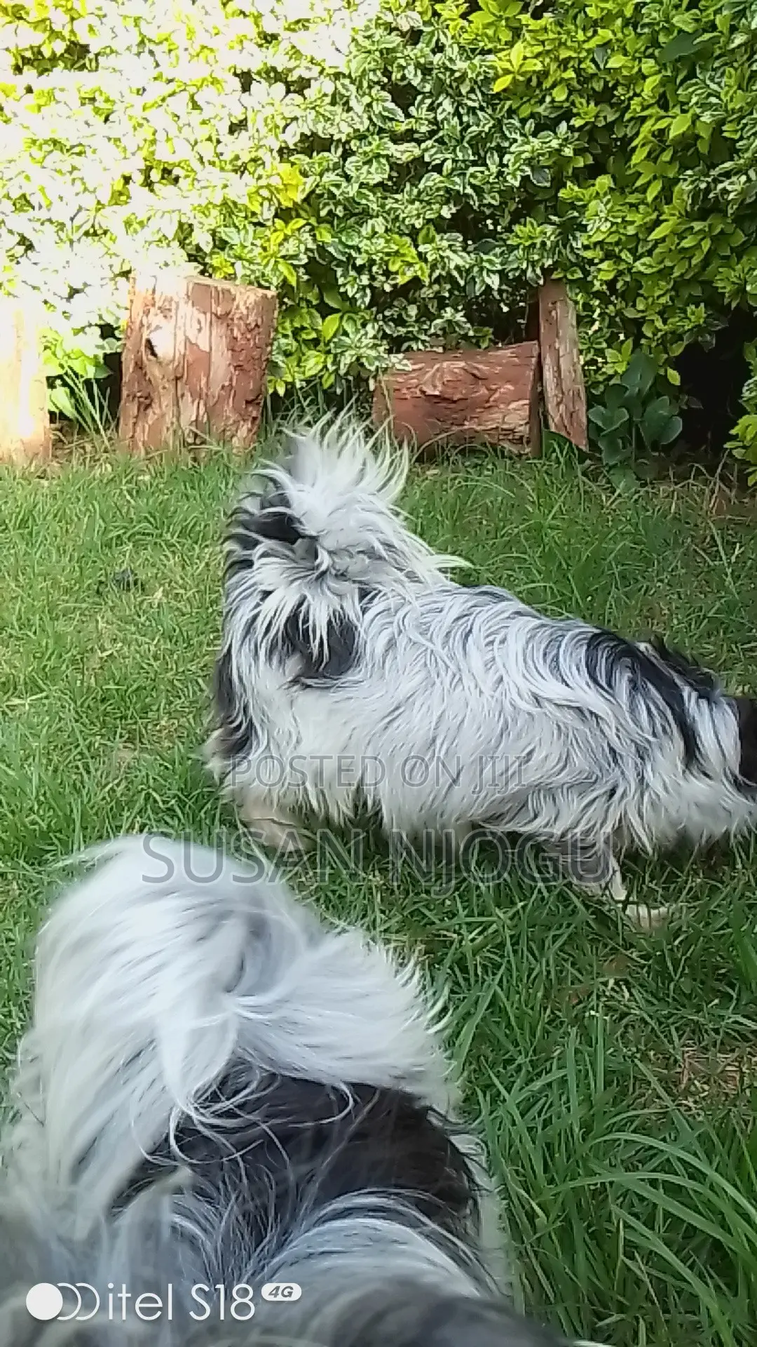 6-12 months Male Mixed Breed Havanese